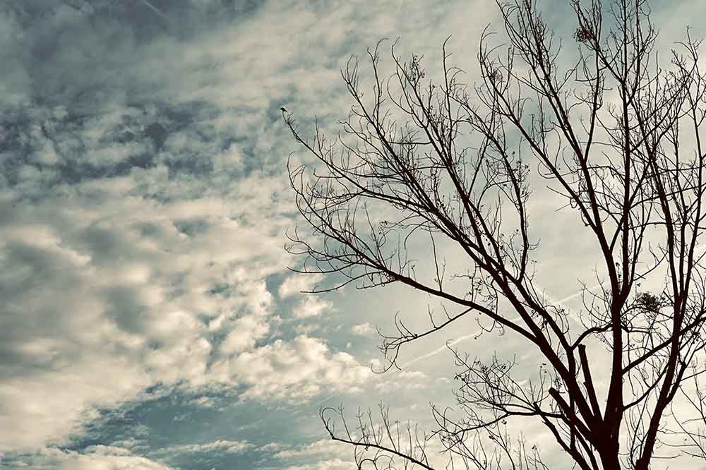 oiseau sur une branche sur fond de ciel